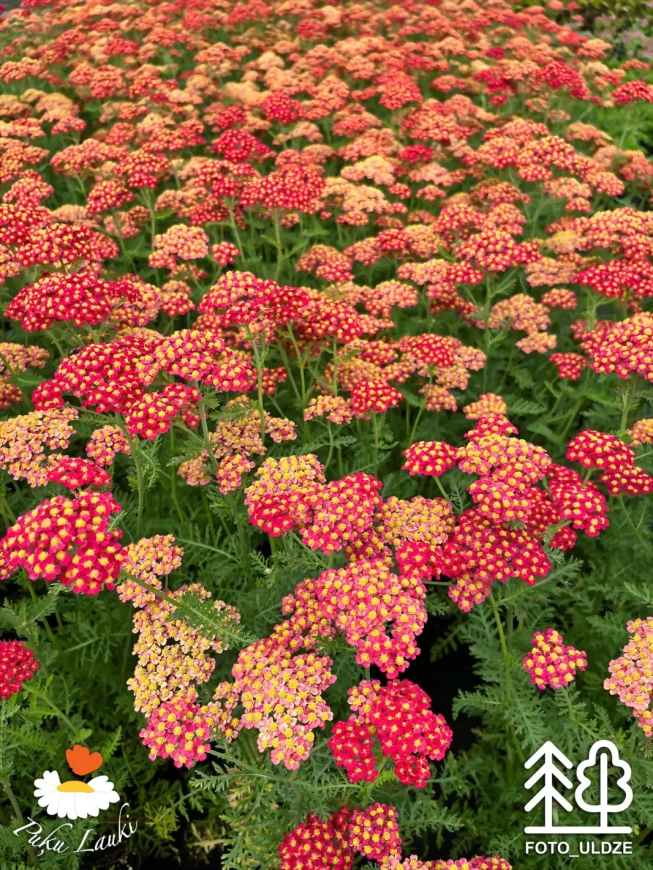 Achillea millefolium   'Paprika'